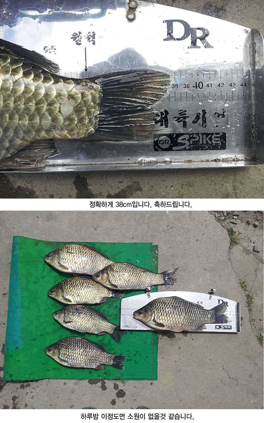 청도권 43 39 39 38 38대물들이 출현 (조황조행기 - 특파원조황)