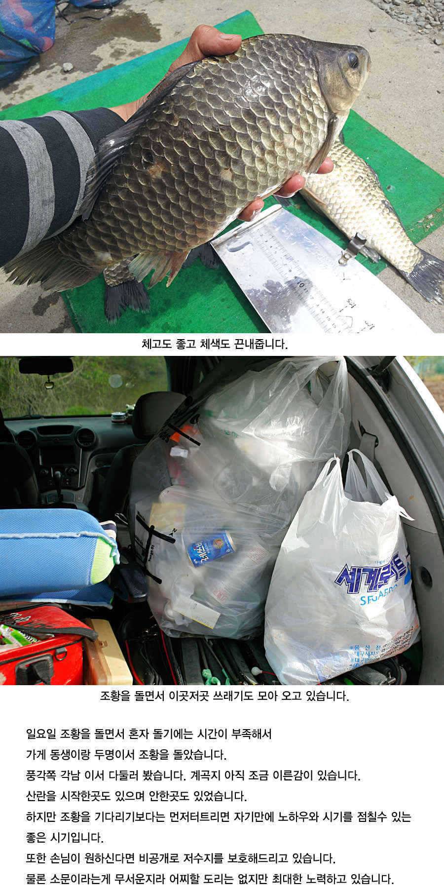 청도권 43 39 39 38 38대물들이 출현 (조황조행기 - 특파원조황)