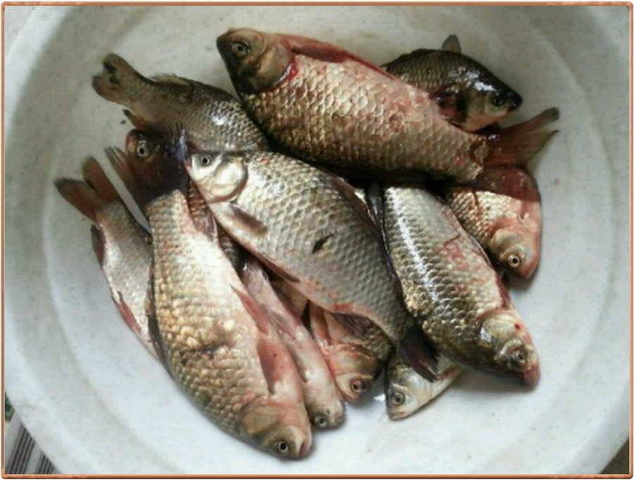 진위천 조황 소식 (조황조행기 - 특파원조황)