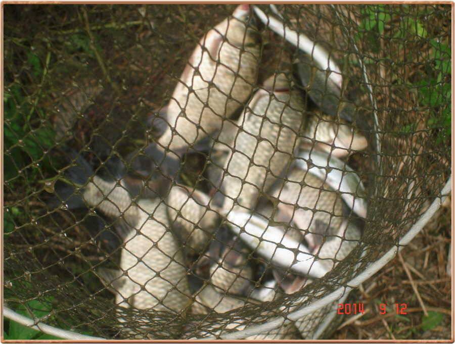 진위천 조황 소식 (조황조행기 - 특파원조황)