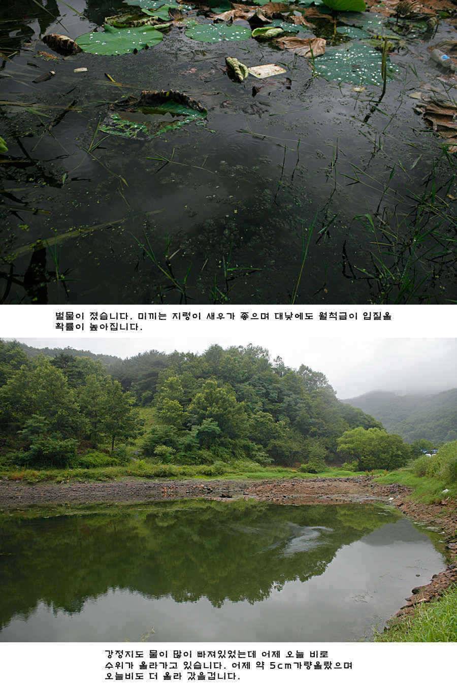 청도권 비소식과 오름수위 (조황조행기 - 특파원조황)