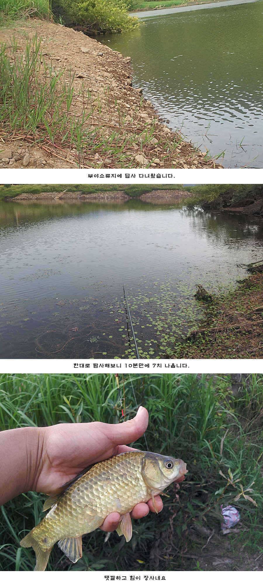 청도권 비소식과 오름수위 (조황조행기 - 특파원조황)