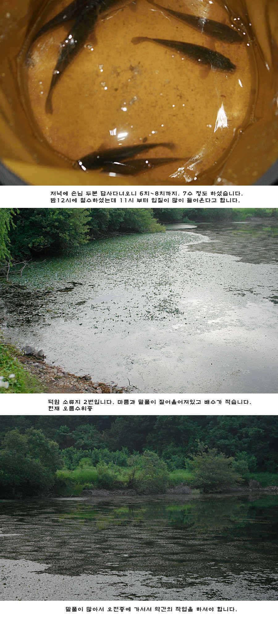 청도권 비소식과 오름수위 (조황조행기 - 특파원조황)