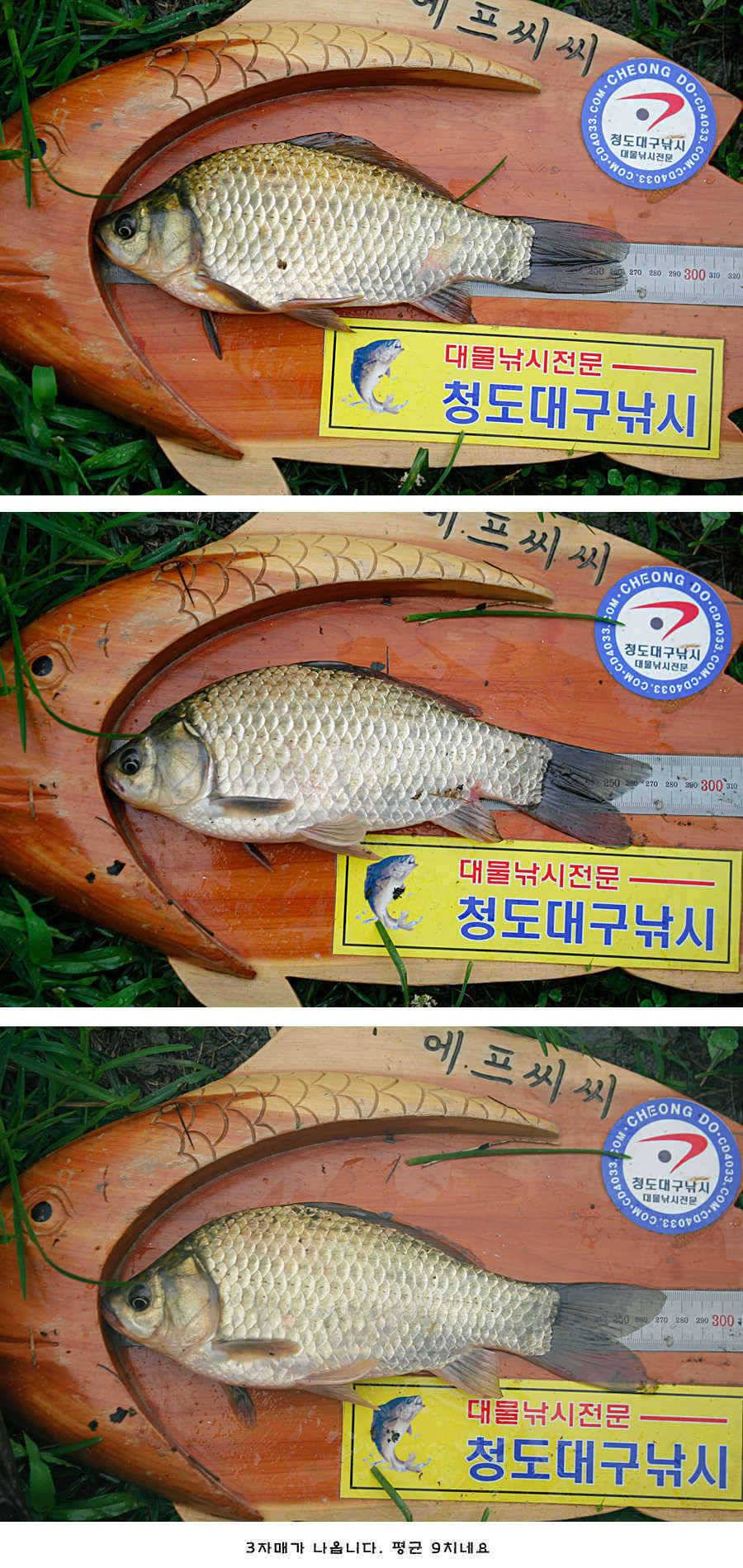 청도권 비소식과 오름수위 (조황조행기 - 특파원조황)