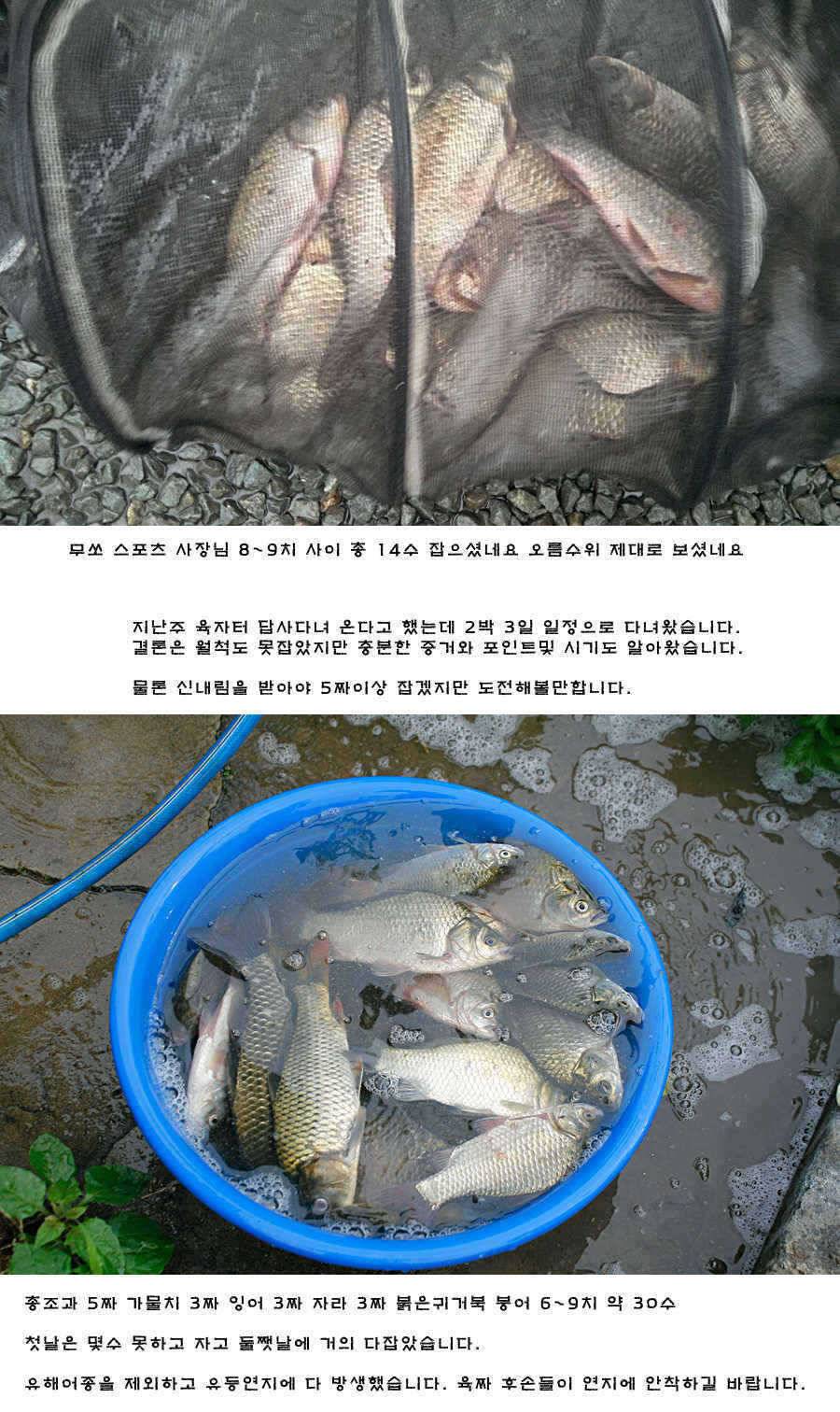 청도권 비소식과 오름수위 (조황조행기 - 특파원조황)