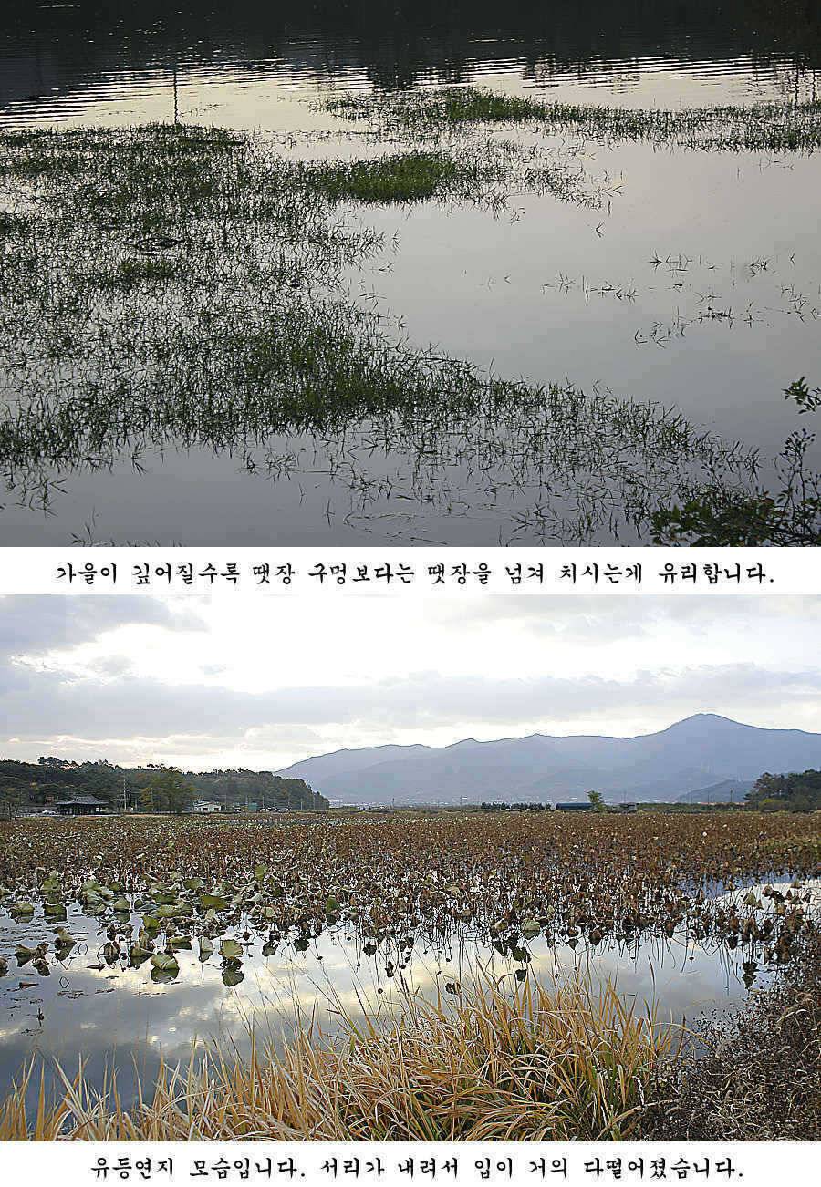 청도권 조황정보 (조황조행기 - 특파원조황)