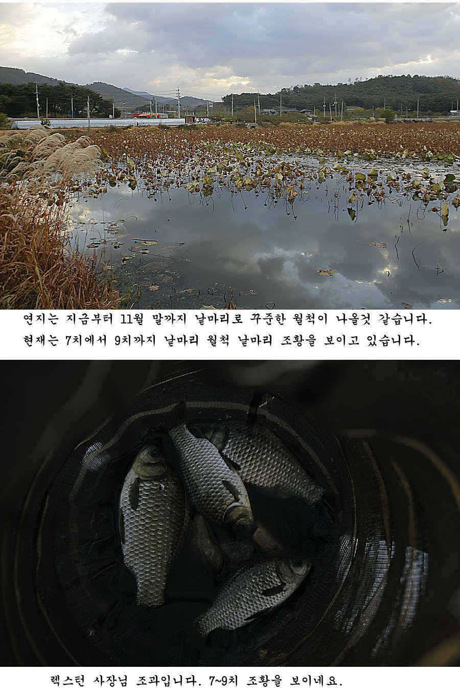 청도권 조황정보 (조황조행기 - 특파원조황)