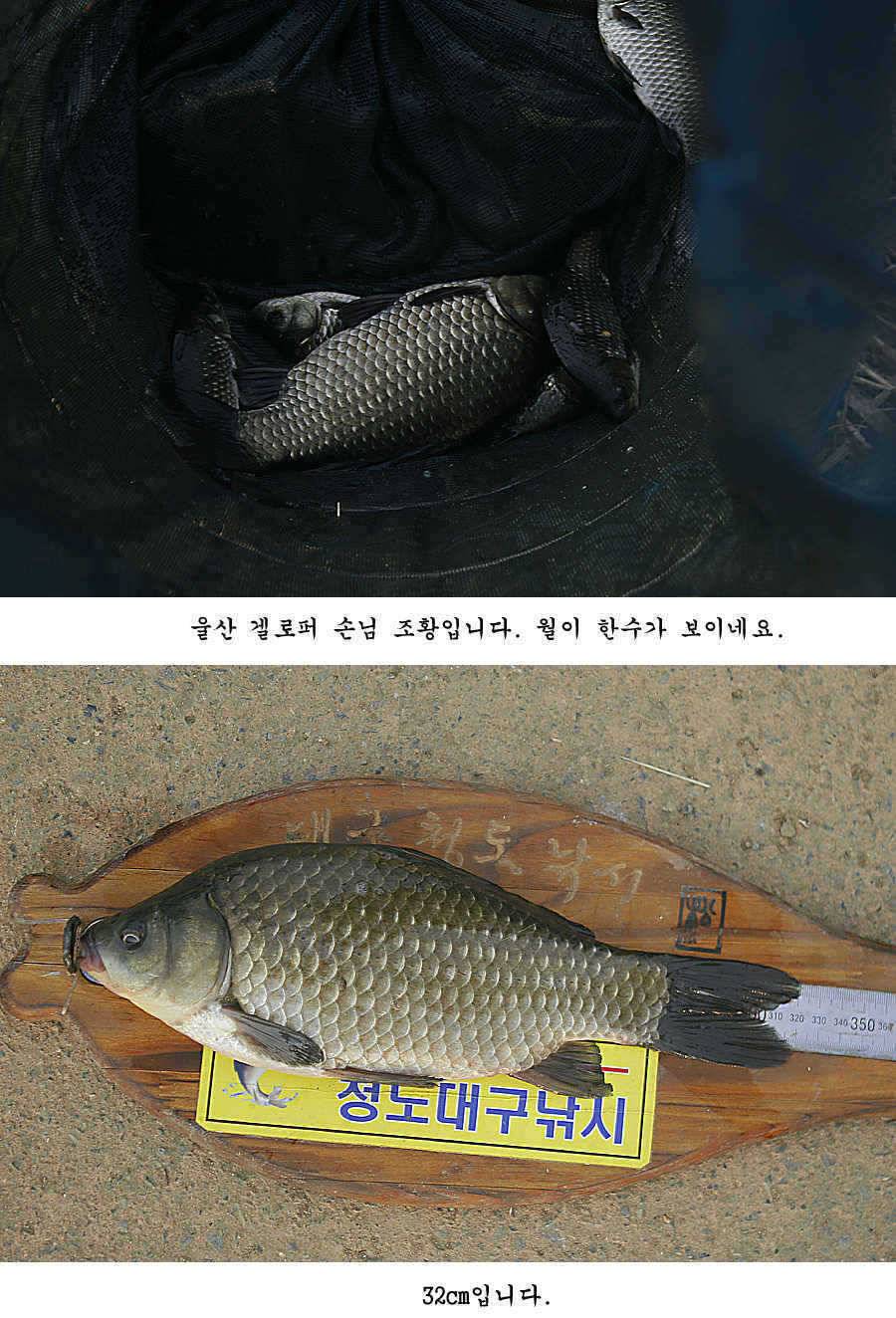 청도권 조황정보 (조황조행기 - 특파원조황)