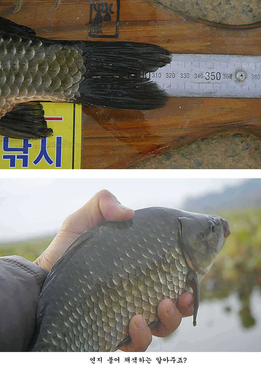 청도권 조황정보 (조황조행기 - 특파원조황)