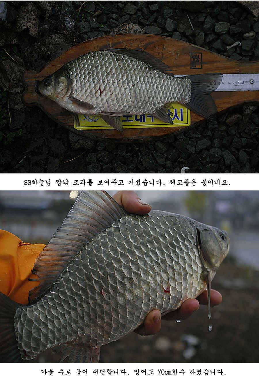 청도권 조황정보 (조황조행기 - 특파원조황)