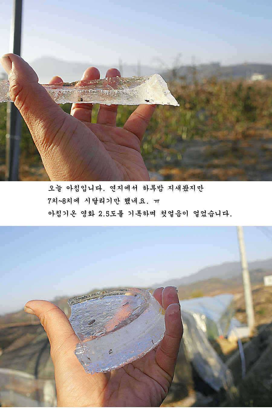 청도권 조황정보 (조황조행기 - 특파원조황)