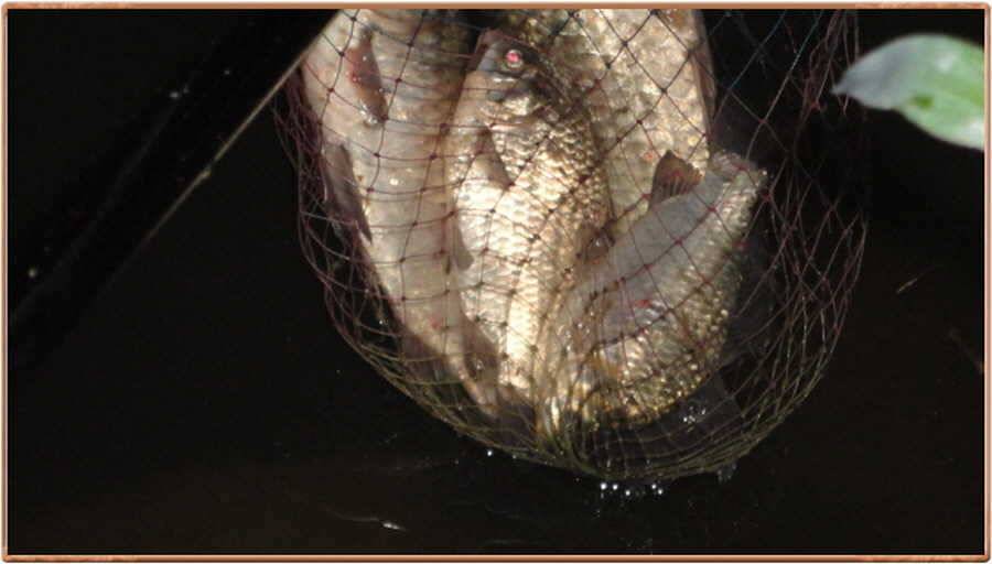 진위천 조황 소식 (조황조행기 - 특파원조황)