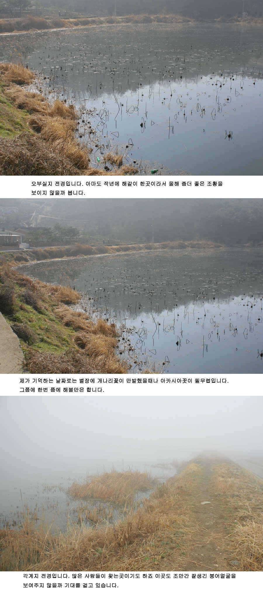 청도권 조황 정보 (조황조행기 - 특파원조황)