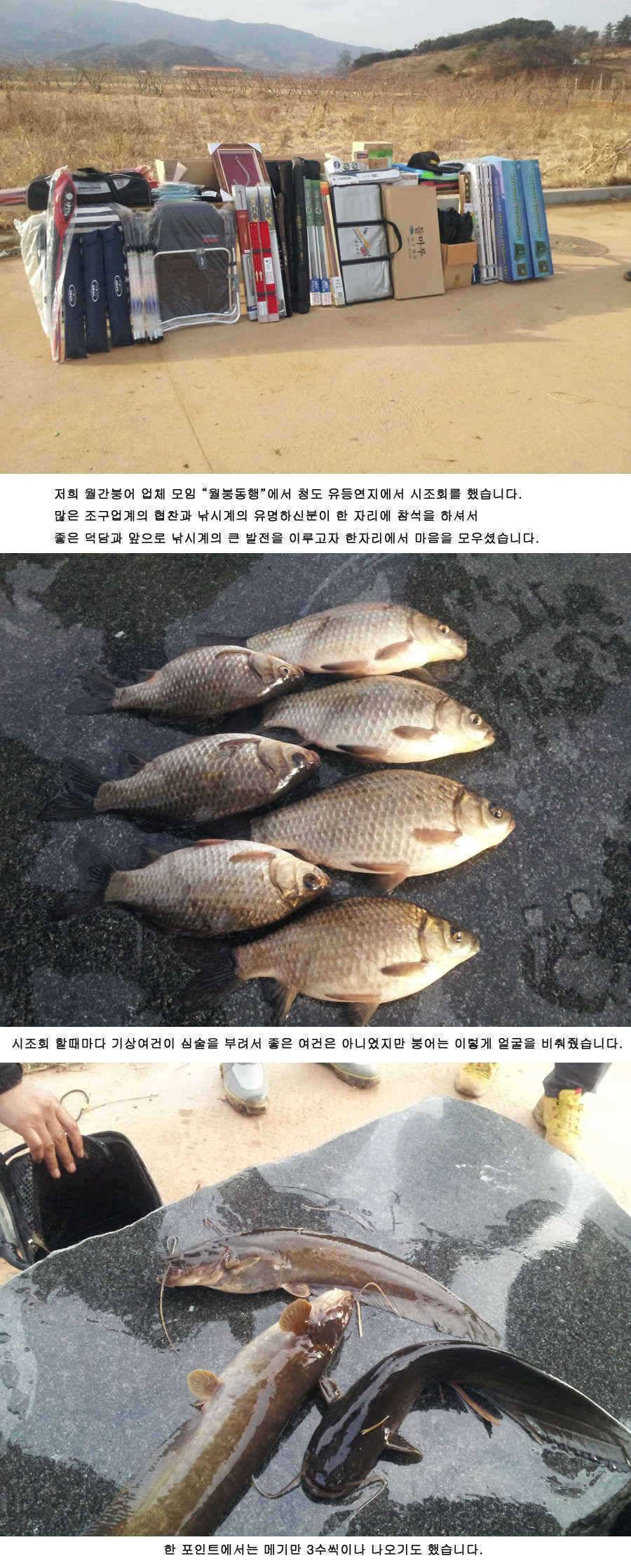청도권 조황 정보 (조황조행기 - 특파원조황)