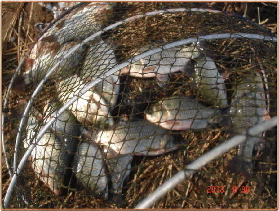 진위천 소식 (조황조행기 - 특파원조황)