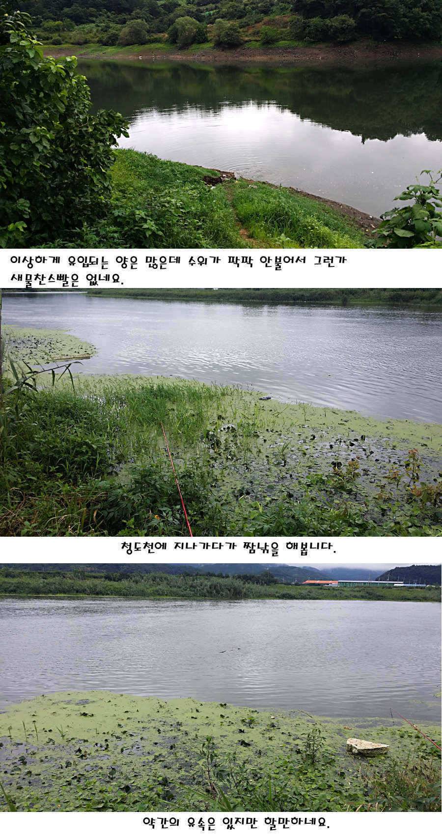 청도권 가을전 최고의 호기 (조황조행기 - 특파원조황)