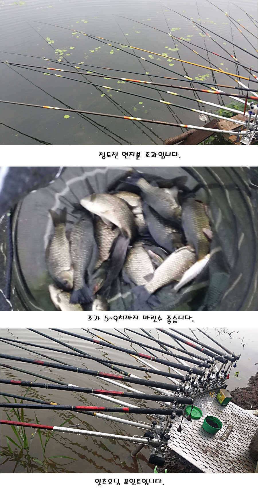 청도권 가을전 최고의 호기 (조황조행기 - 특파원조황)