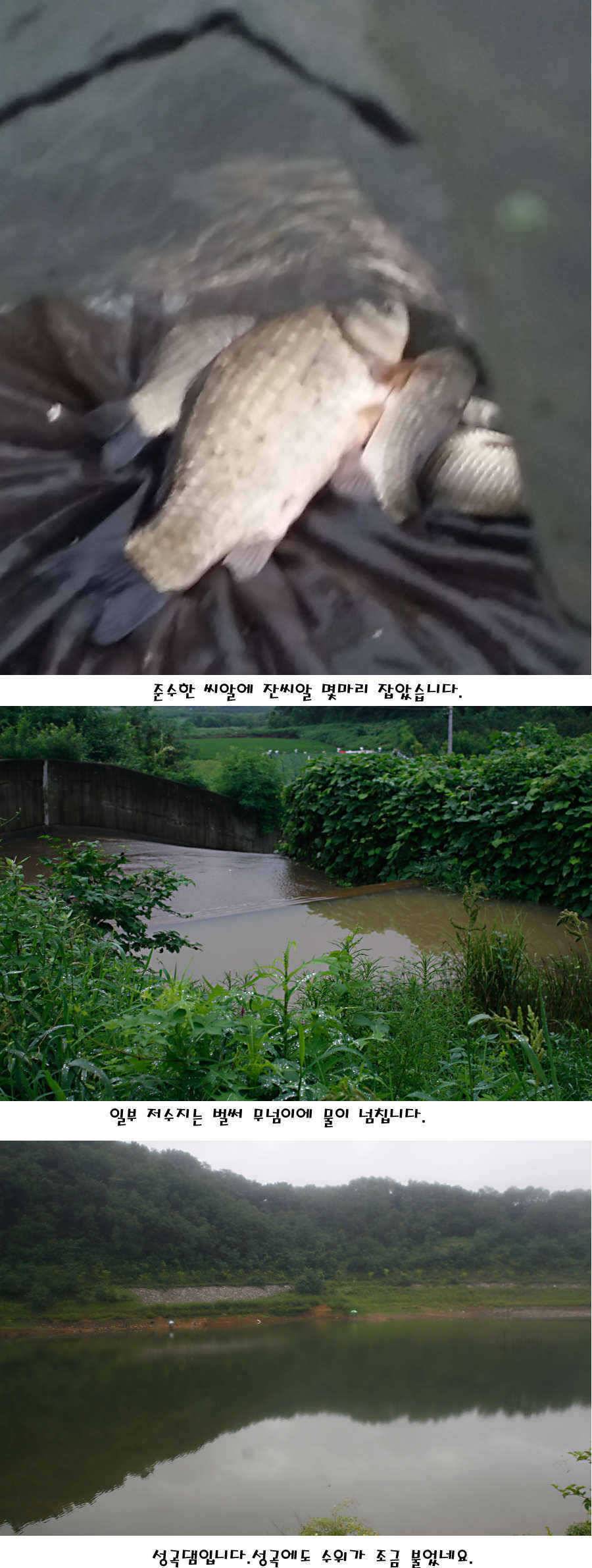청도권 가을전 최고의 호기 (조황조행기 - 특파원조황)