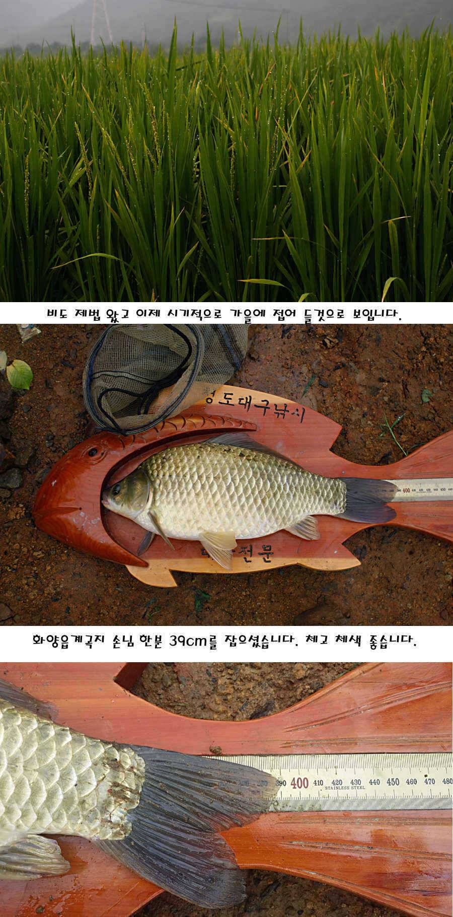 청도권 가을전 최고의 호기 (조황조행기 - 특파원조황)