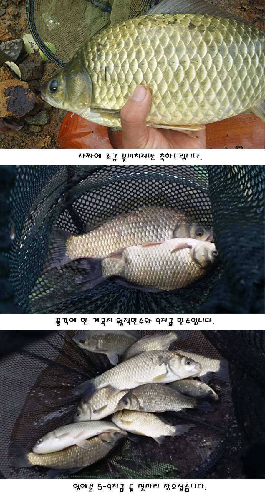 청도권 가을전 최고의 호기 (조황조행기 - 특파원조황)
