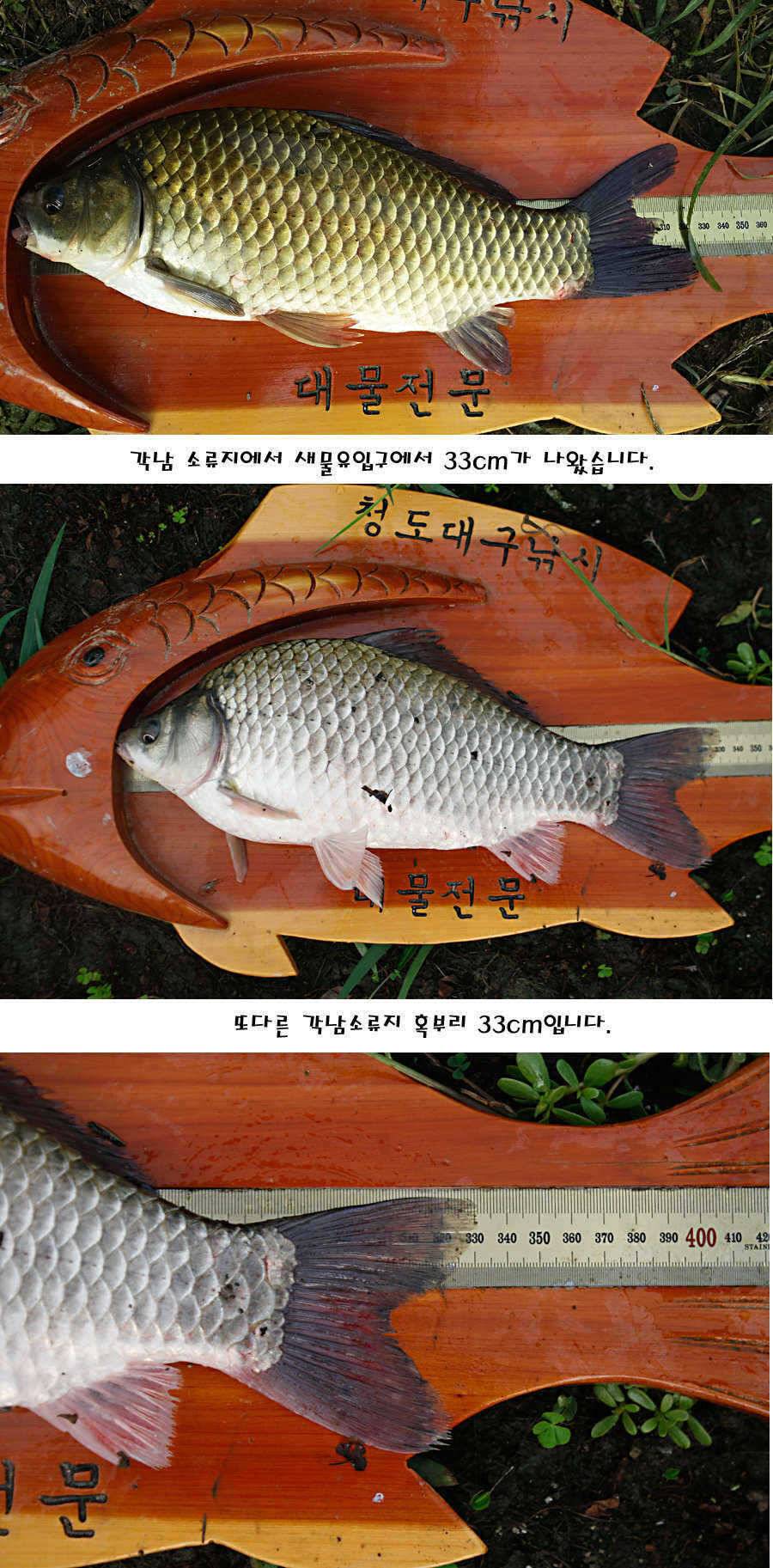 청도권 가을전 최고의 호기 (조황조행기 - 특파원조황)