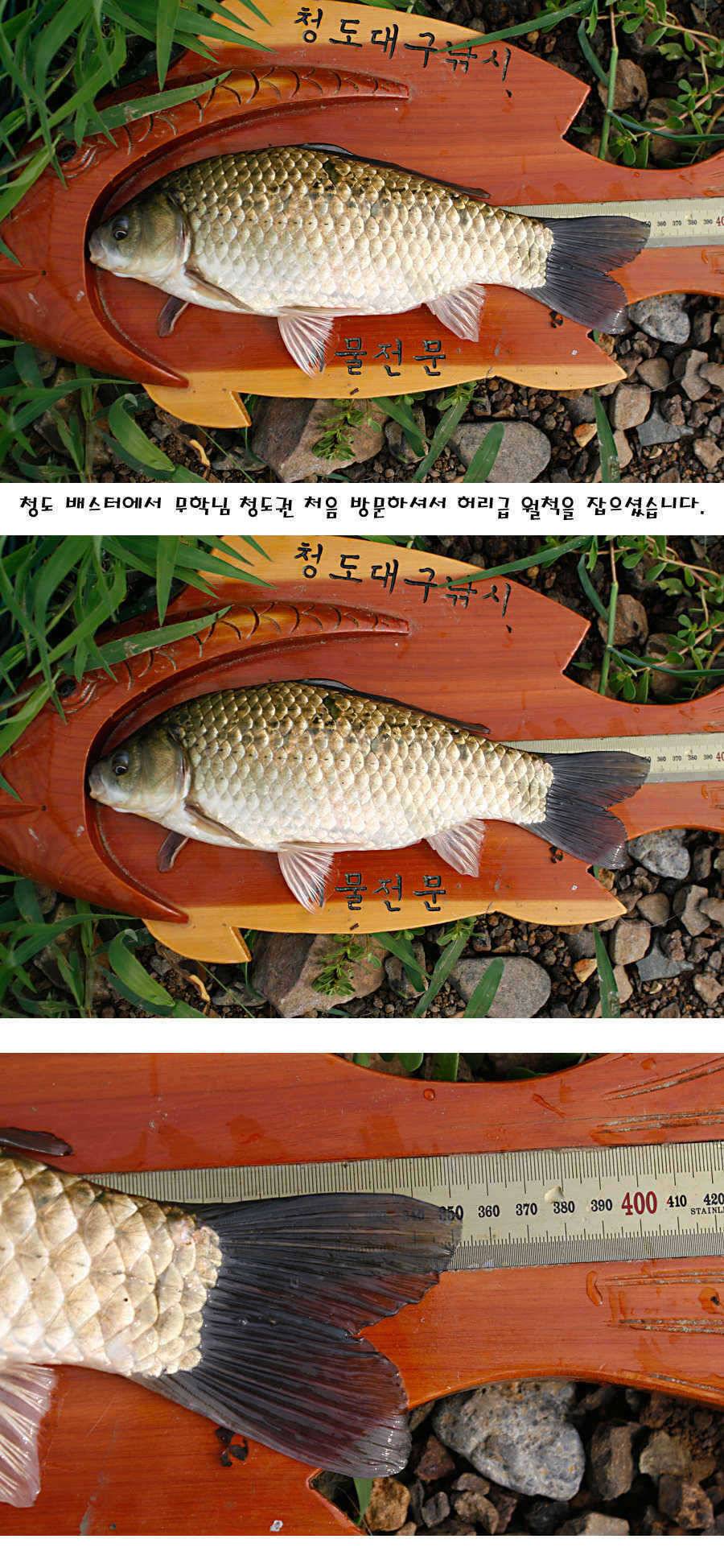 청도권 가을전 최고의 호기 (조황조행기 - 특파원조황)