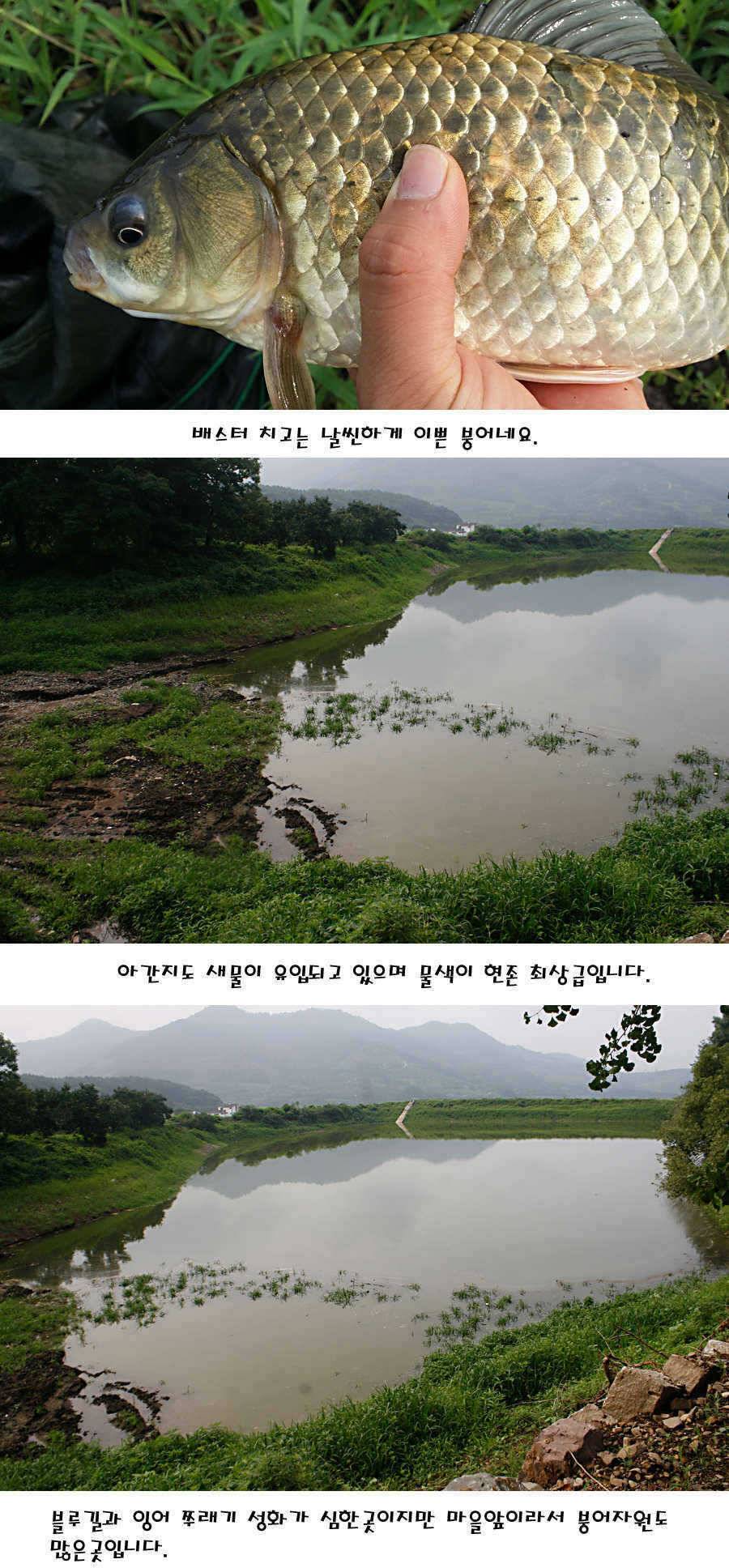 청도권 가을전 최고의 호기 (조황조행기 - 특파원조황)