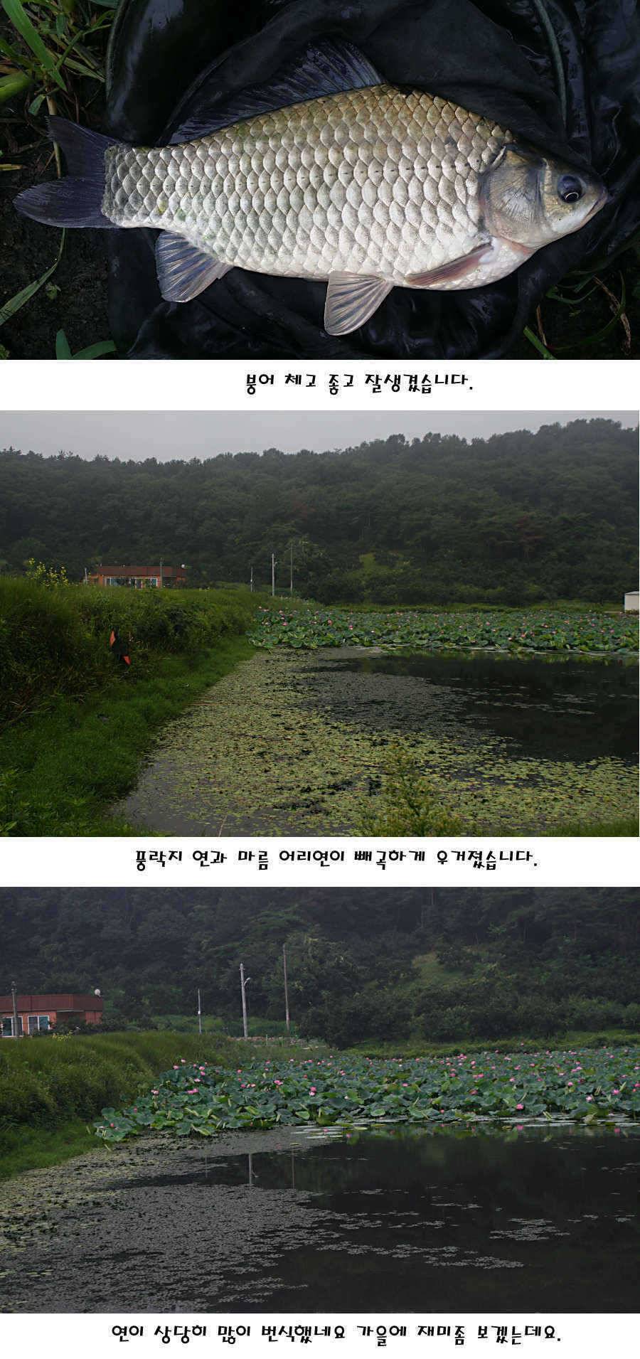 청도권 가을전 최고의 호기 (조황조행기 - 특파원조황)