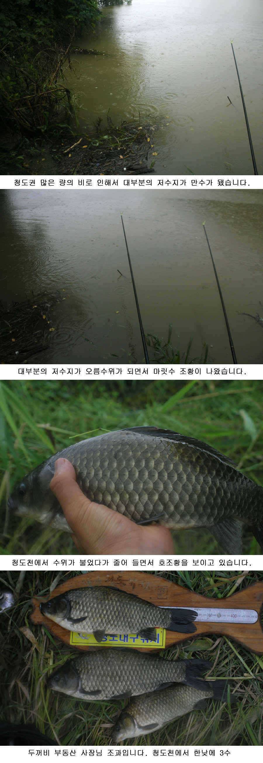 청도권 주중 조황 (조황조행기 - 특파원조황)