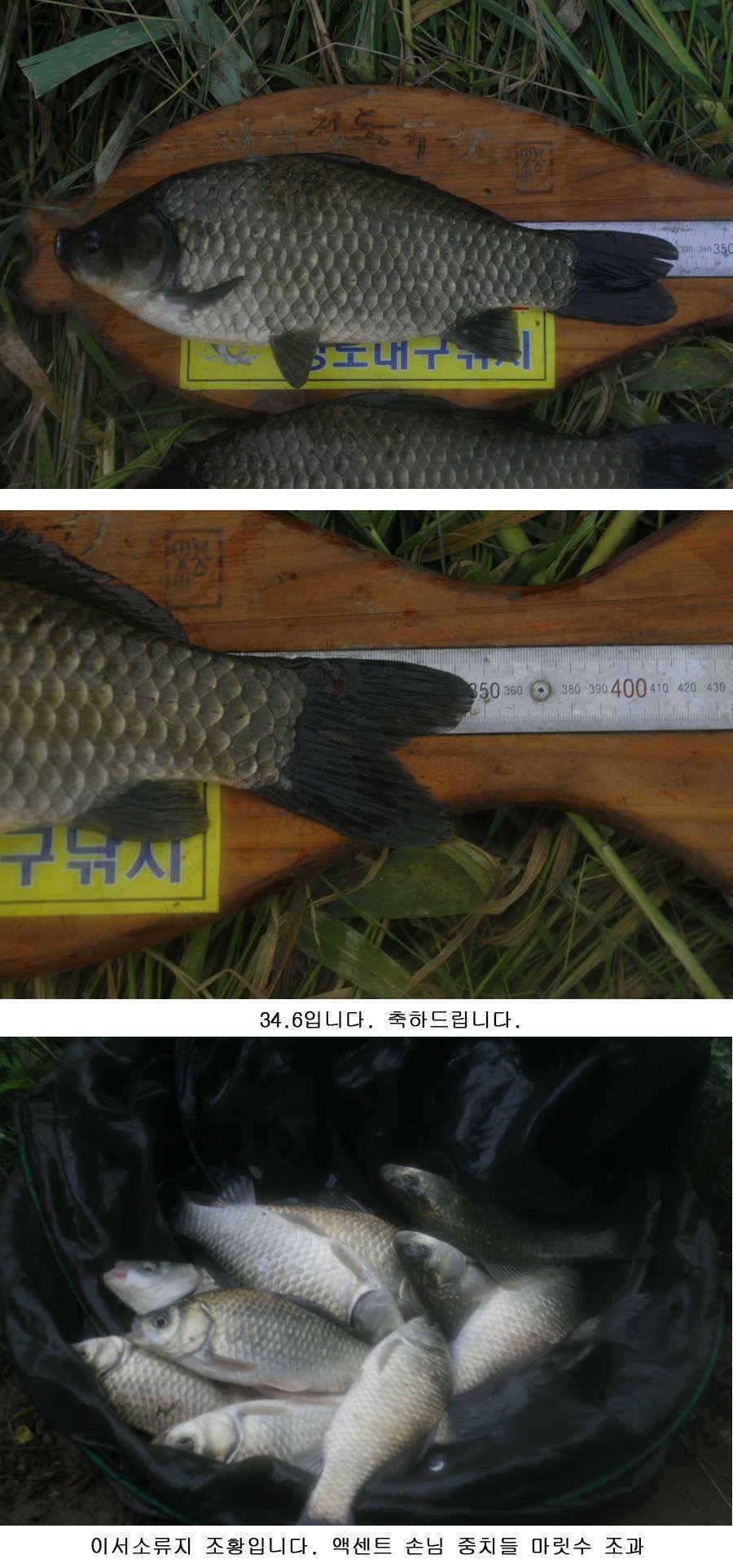 청도권 주중 조황 (조황조행기 - 특파원조황)