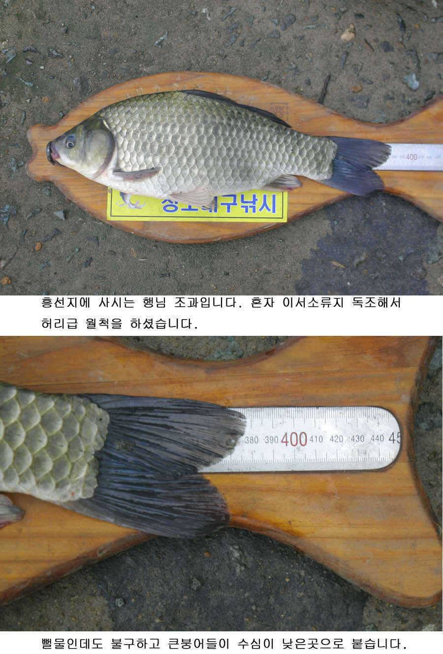 청도권 주중 조황 (조황조행기 - 특파원조황)