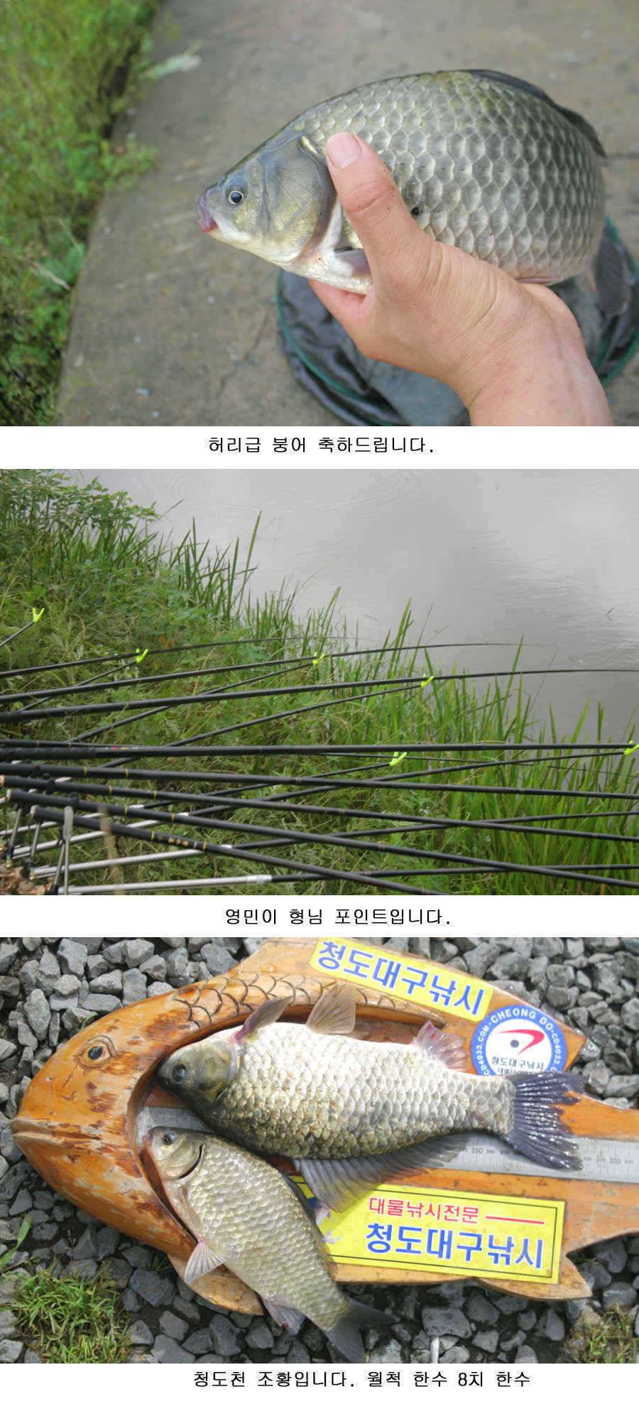 청도권 주중 조황 (조황조행기 - 특파원조황)