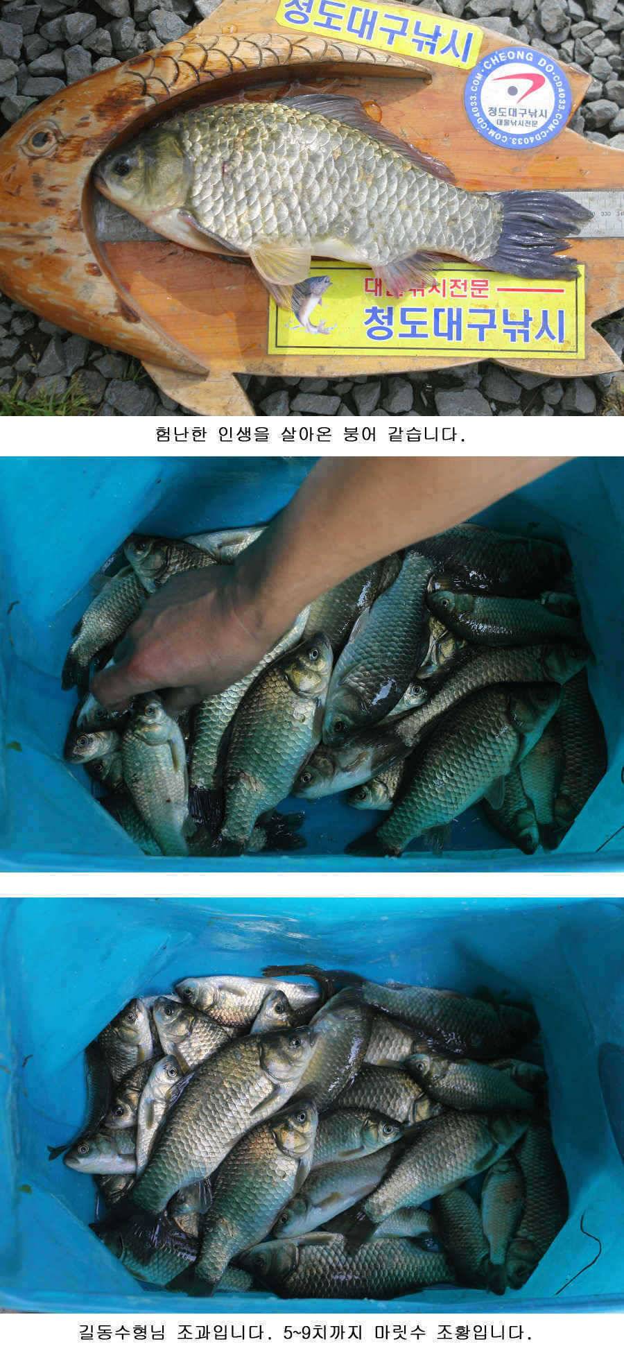 청도권 주중 조황 (조황조행기 - 특파원조황)