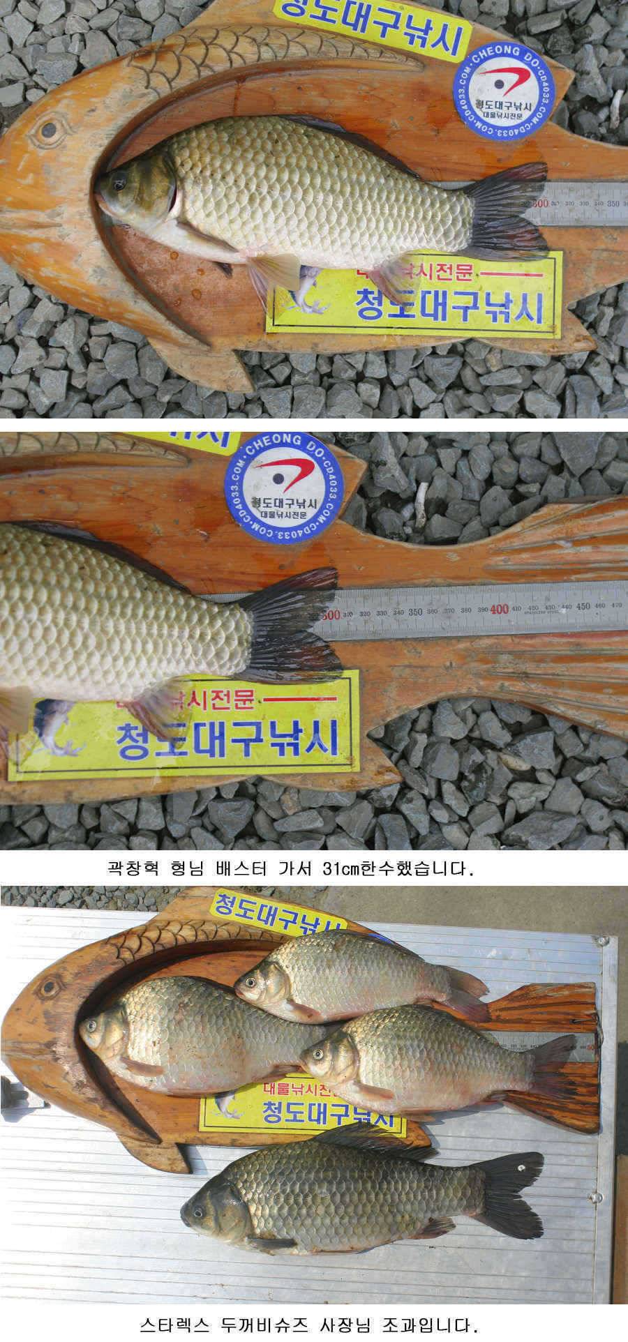 청도권 주중 조황 (조황조행기 - 특파원조황)