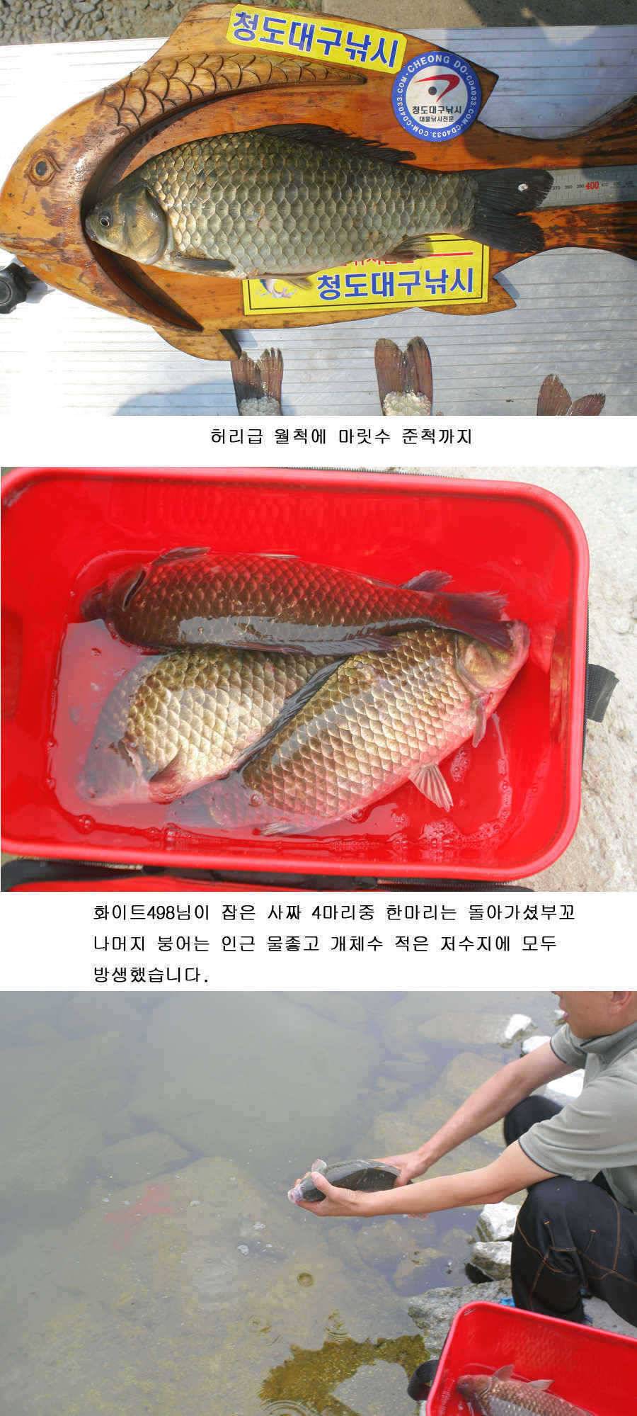 청도권 주중 조황 (조황조행기 - 특파원조황)