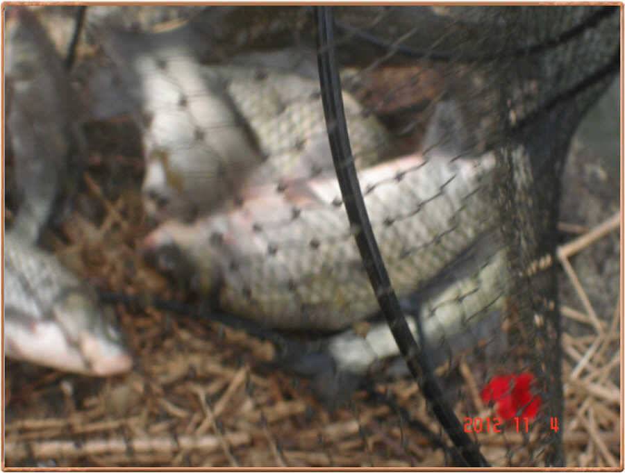 진위천 조황 풍년입니다 (조황조행기 - 특파원조황)