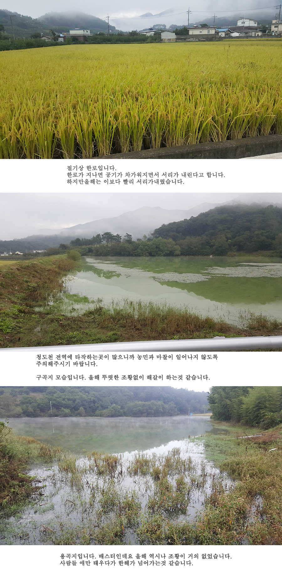 청도권 가을 낚시하기에 좋은 계절입니다 (조황조행기 - 특파원조황)