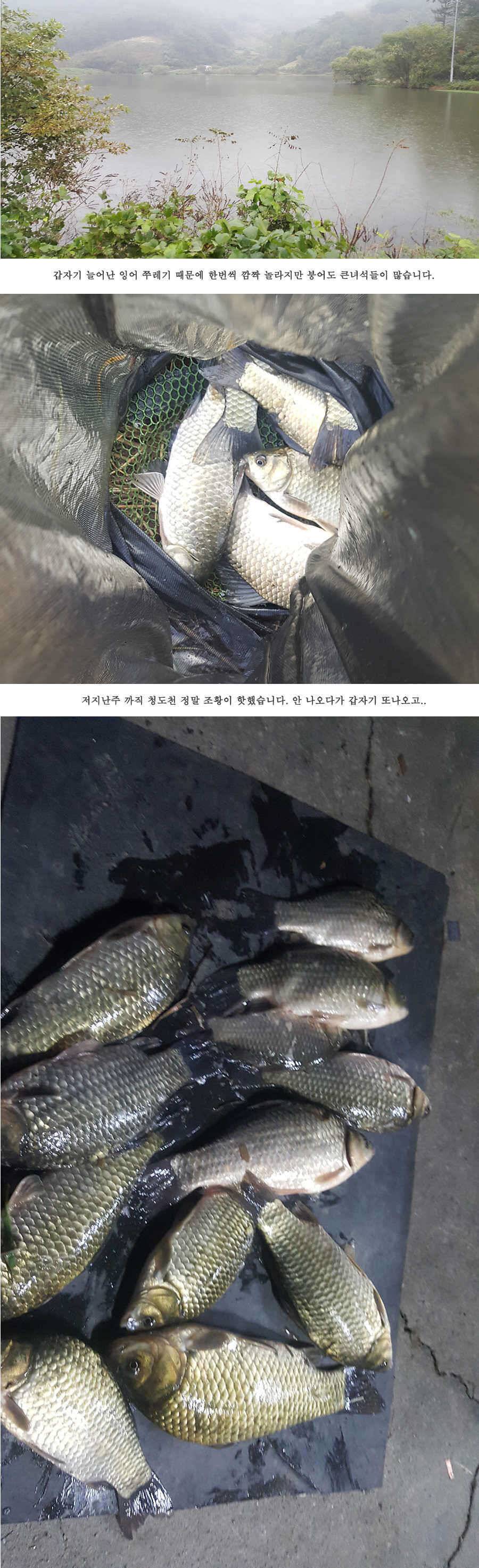청도권 가을 낚시하기에 좋은 계절입니다 (조황조행기 - 특파원조황)