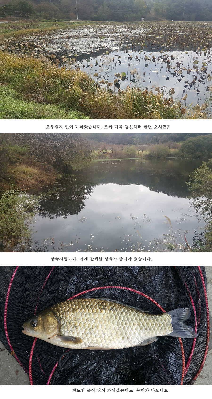 청도권 가을 낚시하기에 좋은 계절입니다 (조황조행기 - 특파원조황)