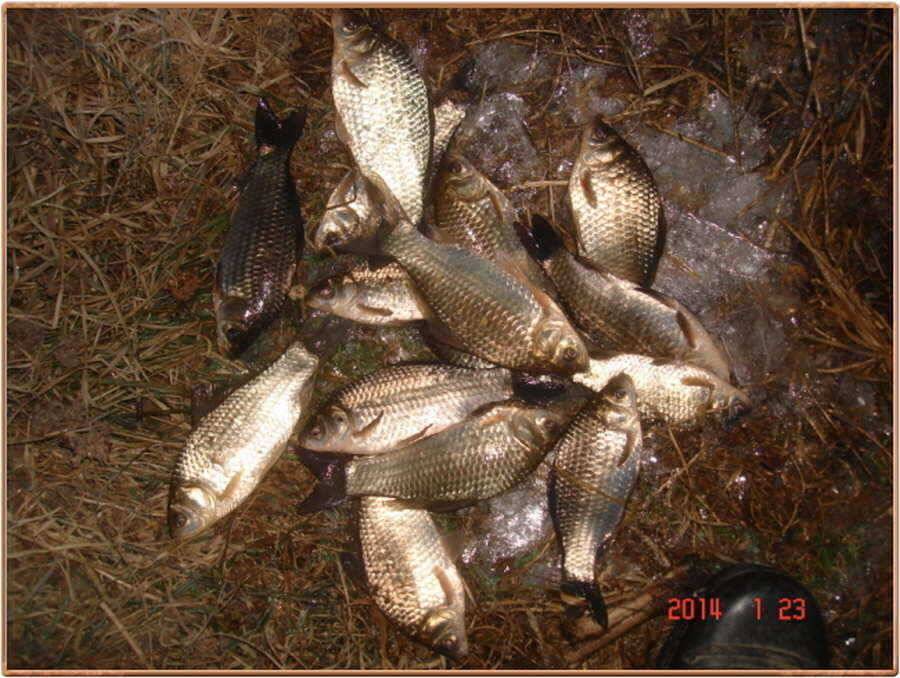 진위천 조황 소식 (조황조행기 - 특파원조황)