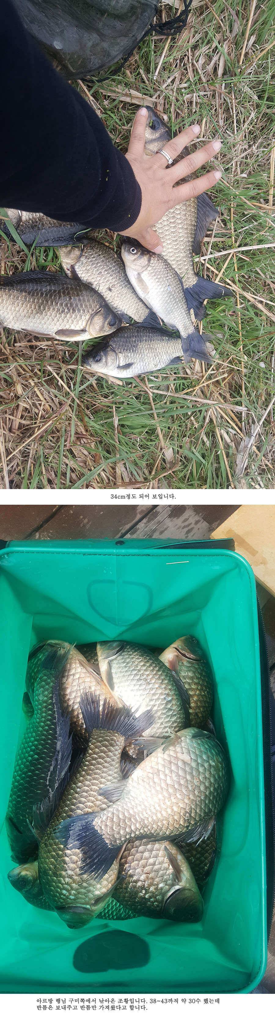 청도권 빵빵 터집니다 (조황조행기 - 특파원조황)