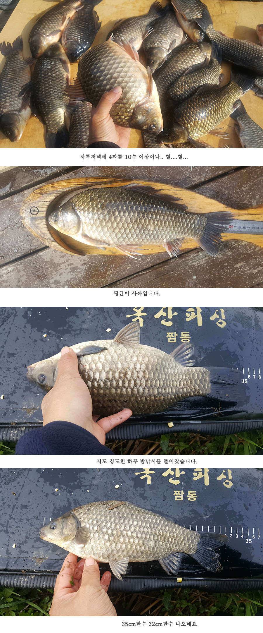 청도권 빵빵 터집니다 (조황조행기 - 특파원조황)