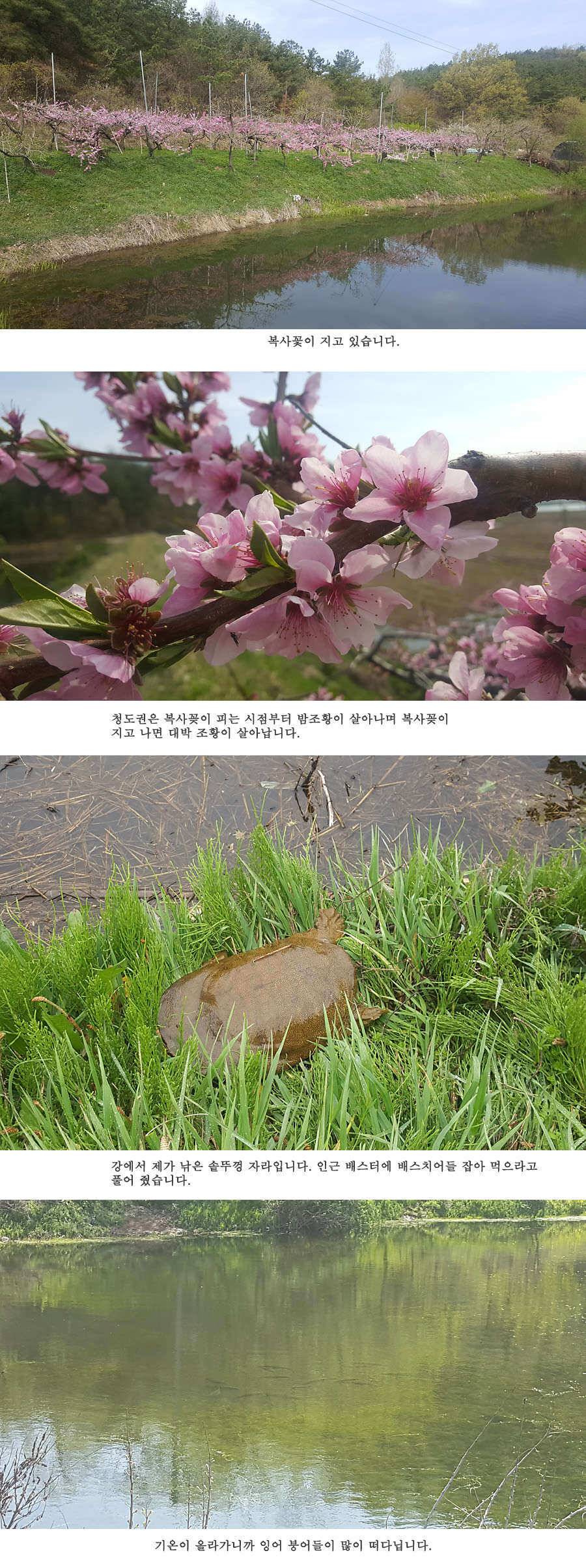청도권 빵빵 터집니다 (조황조행기 - 특파원조황)