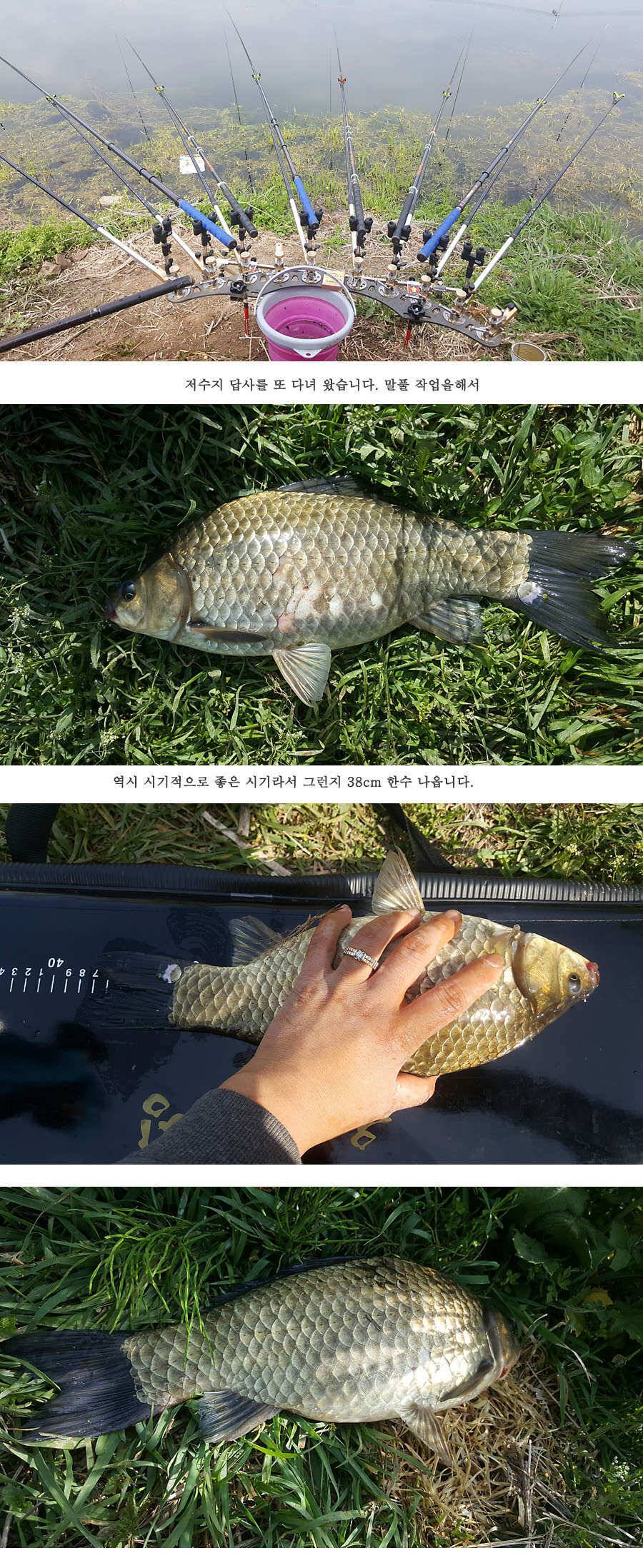청도권 빵빵 터집니다 (조황조행기 - 특파원조황)