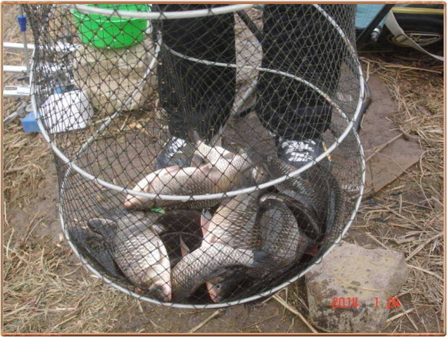 진위천 조황 소식 (조황조행기 - 특파원조황)