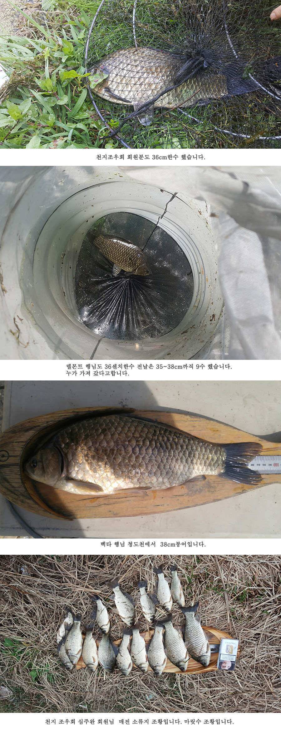 청도권 빵빵 터집니다 (조황조행기 - 특파원조황)