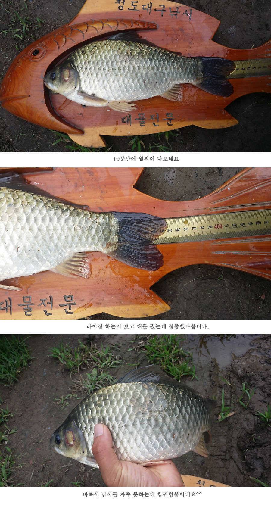 청도권 전반적으로 호조황입니다 (조황조행기 - 특파원조황)