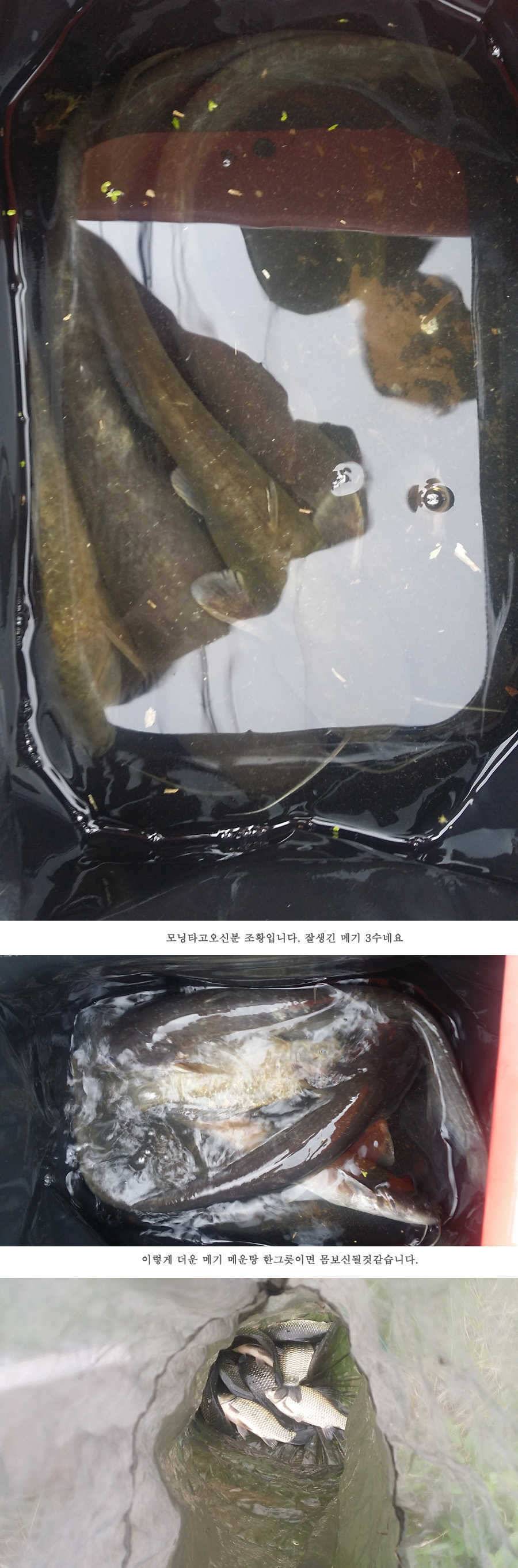 청도권 전반적으로 호조황입니다 (조황조행기 - 특파원조황)