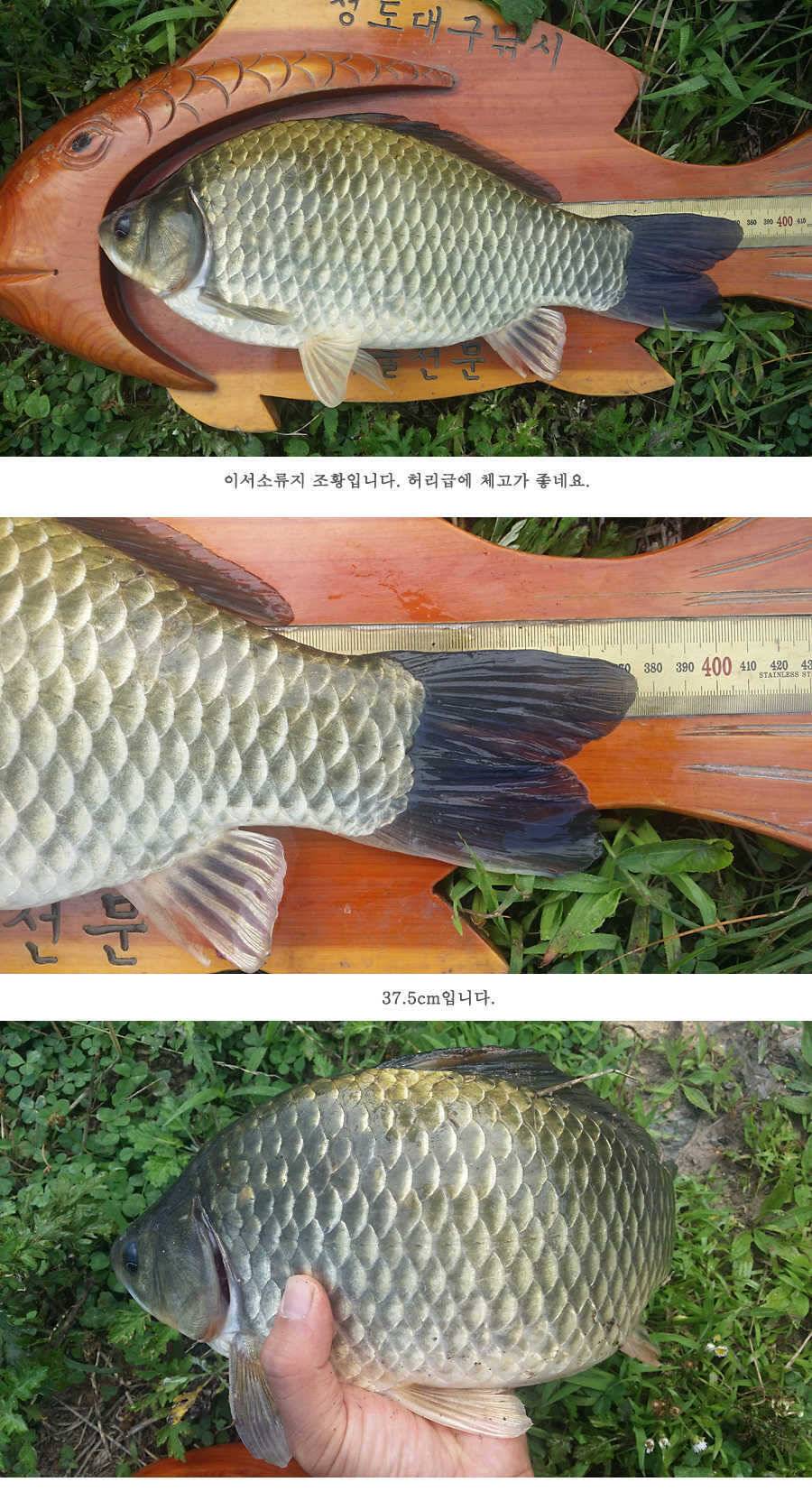 청도권 전반적으로 호조황입니다 (조황조행기 - 특파원조황)