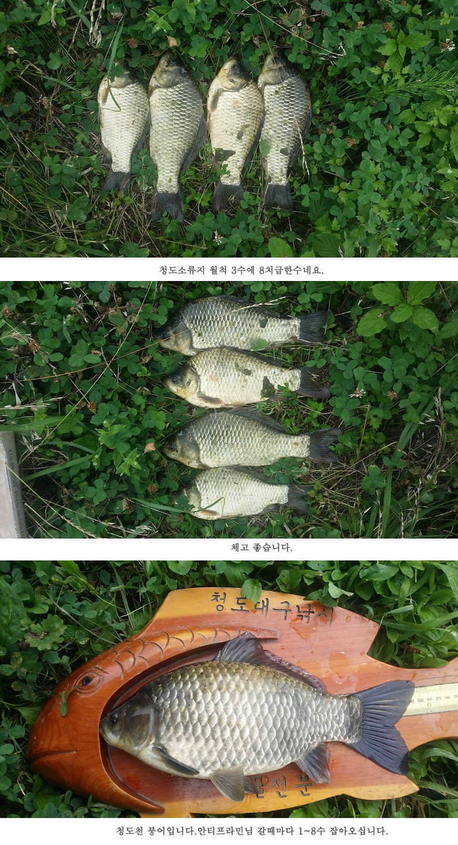 청도권 전반적으로 호조황입니다 (조황조행기 - 특파원조황)